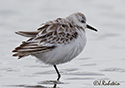 Calidris alba